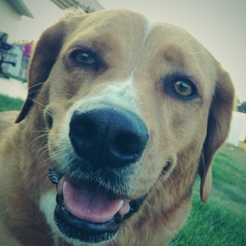 I am a 4 year old beagle that loves to eat, sleep and cuddle! Woof! Woof! Instagram - @calliethebeagle Owner - @grayk34 (Owner Twitter) - @GraysonKluever