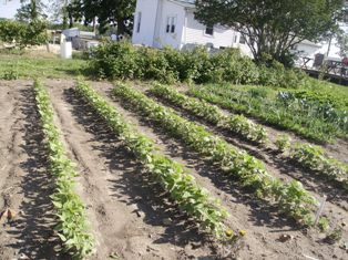 TallTreesFarm's profile picture. Pasture Based Farm, Grass Fed Beef,  Woods Edge Pork, Pastured Eggs, Grass Kickin' Chicken, Mushroom Logs, Seasonal Vegetables