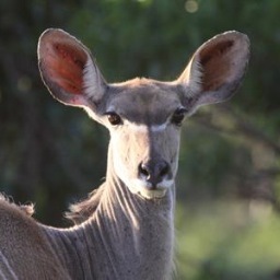 Seeker and teller of the truth in Zimbabwe - send me your news!