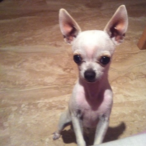 AMO SER UN PERRO. adoro a mi dueña @elisa_love_swag