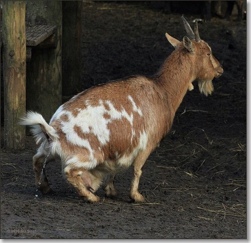 spuitgeit's profile picture. Volg me om een geit blij te maken! - Since 20-08-13 01:19