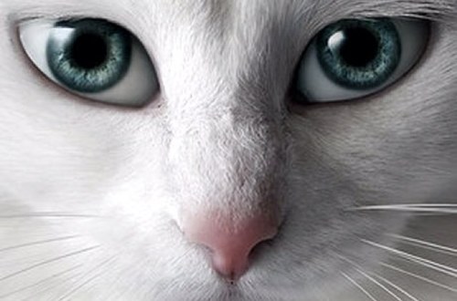 sith_22's profile picture. ZeynepSena♥Çağan♥Burak♥Alara♥