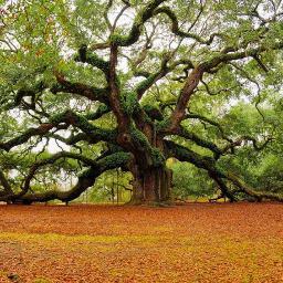 Just a tree out for world domination