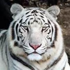 FOLLOW THE TIGER, HE FOLLOWS BACK