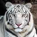 White Tiger (@11WhiteTiger11) Twitter