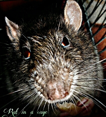 despite all my rage im still just a rat in a cage