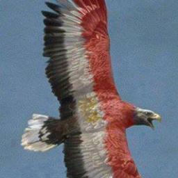 emtech4's profile picture. 