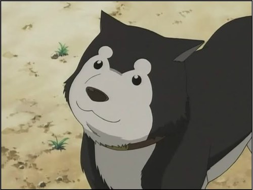 (Black Hayate! 2nd Lieutenant Riza Hawkeye's faithful canine companion! Will follow for belly rubs!)