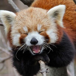 I'm a red panda. We tweet.