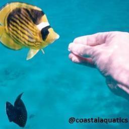 Coastal Aquatics DC is your premium aquarium cleaning service and coral grow in the DC area. Check out our website and eBay for great deals