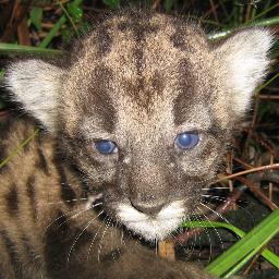 Jacksonville Environment Issues for how North Florida nature, conservation, ecological, and wildlife - deal's with their physical surroundings.