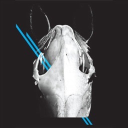 ThisDancefloor's profile picture. Indie Punk Rock band from Sydney, Australia, intent on making your knees melt.