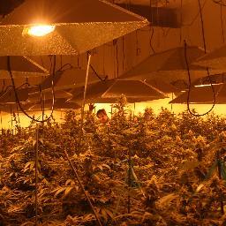 This Illinois team grows Marijuana--Cannabis if you prefer--as a medical therapy to Chicago and Cairo, & all points between. Call it MMJ, but not pot or weed!