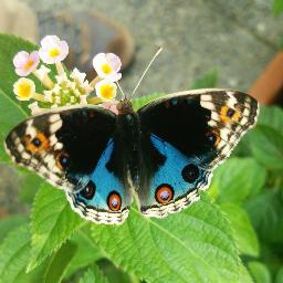 虫が好き飯が好き石が好き
これでピンときたらよろしくお願いします。
でも最近車とウロコインコのことばかり