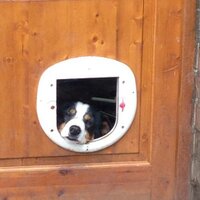grinshill rescue (@grinshilldog) 's Twitter Profile Photo grinshill rescue (@grinshilldog) 's Twitter Profile Photo