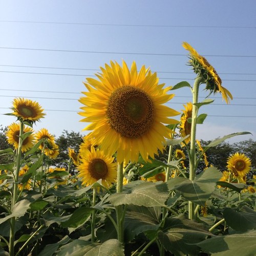 cimaaa3's profile picture. LOVE LIKE,,.aiko!! frontale,自転車、ビール、旅行、読書、朝寝ぼうをいつかLIVEで聞けますように。