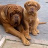 harleydeaux's profile picture. We are a small show kennel in Cheshire and enjoy showing our Dogue de Bordeaux's all over the country and across Europe.