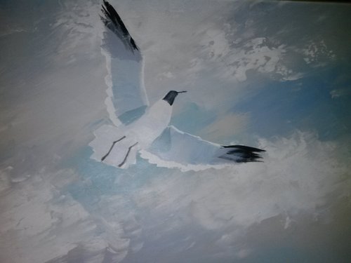 EmciGaviota's profile picture. naturalista, humanista...