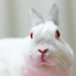 プログラマのようなもの アイコンは家で飼っているウサギさん 名前はルリ。由来は電子の妖精 and 黒猫から