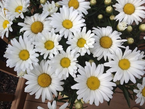 daleioven1's profile picture. 