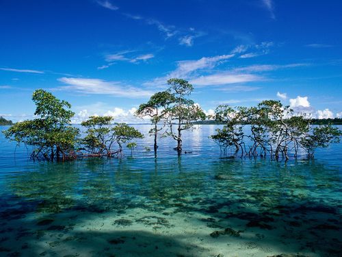 Tropical Covers Collective