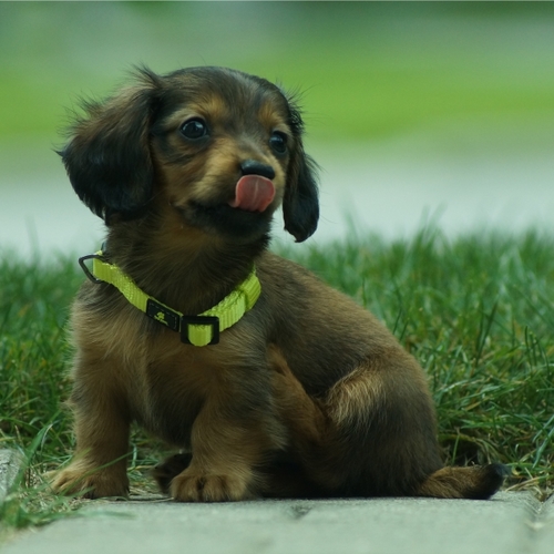 Hey you...I 'm Dash the Dachshund - pleased to meet you.
