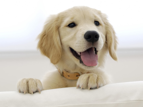 We are Charlottes #1 Pet Waste removal service! With prices starting as low as $11 per week, we offer Weekly, One Time Only, and Special Event services!