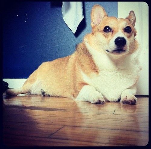 derp snout flop