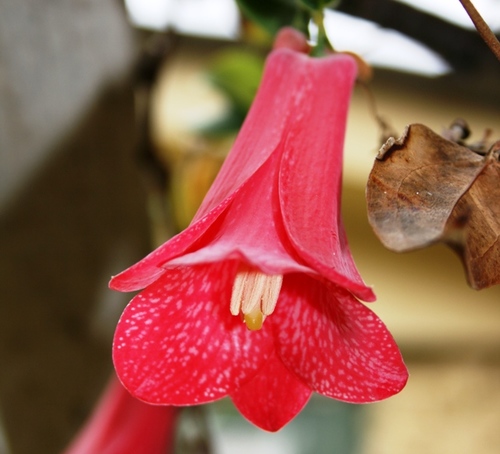 Tweets de flora chilena y algo más. Solo para los admiradores de nuestra flora nativa.