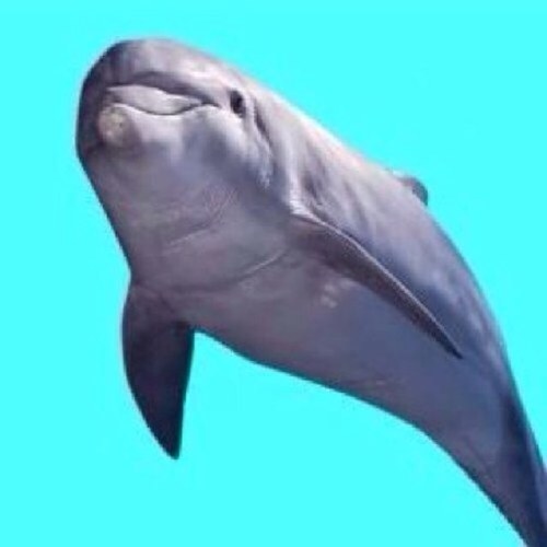 tbhcanustahp's profile picture. 