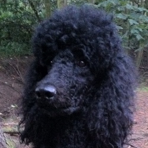 No1Inglass's profile picture. 