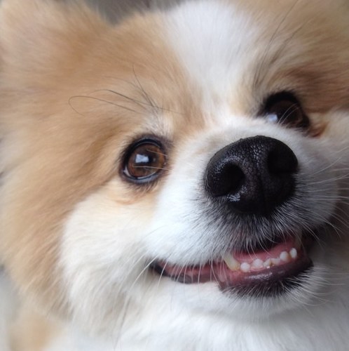 A happy-funny-clever-stubborn-eat your food-pee on your shoes kind of pomeranian!