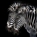 The Herd 🦓 (@wmherd) Twitter profile photo The Herd 🦓 (@wmherd) Twitter profile photo