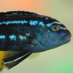 The Cichlid Exchange is the wholesale industry leader of freshwater tropical fish, supplying quality, healthy fish and an unmatched variety to our customers.