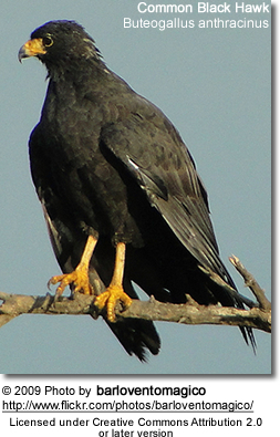 Bigblack_Hawk's profile picture. Why I'm a right-leaning centrist Libertarian:

While the Right is busy worshipping God, the Left is busy worshipping themselves.

Pronouns: Lord/Master