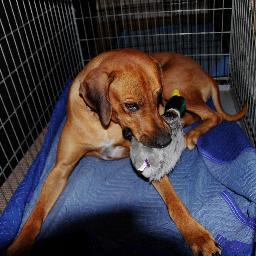 ridgedogs1's profile picture. Day/swing trader, bond collector.