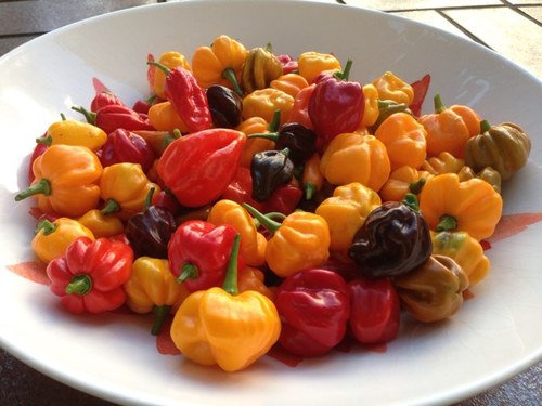 We hunt, grow and gather. We know where our food is from. We're paddock to plate, nose to tail, wild food enthusiasts.
