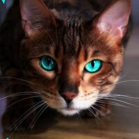 Hawkfrost (@hawkfrost2) 's Twitter Profile