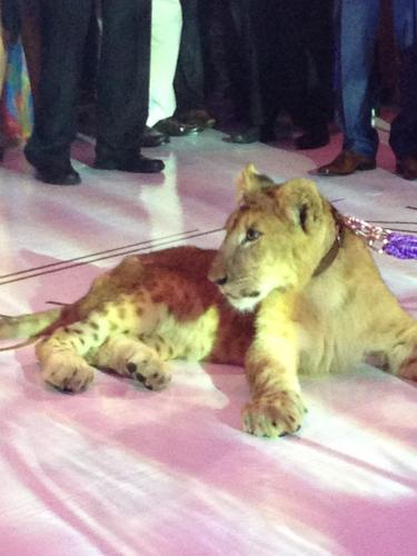 Pebbles3477's profile picture. Sagittarius Strong Minded Big Heart Animal Lover Independent Woman