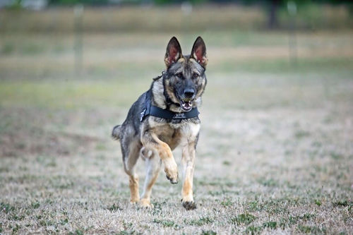 I am a police service dog for the San Rafael Police Department ( @sanrafaelpolice ).  I am very excited to be serving the community.