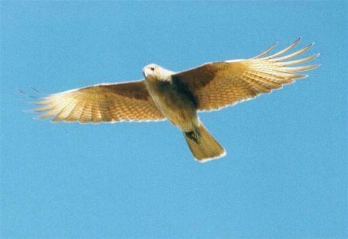 misterchimango's profile picture. ...................Yo solo se que no lo se, porque no lo pense............... POESIA PARA PENSAR