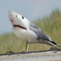 SharkologistNot's profile picture. I'm Not A Marine Biologist that didn't discover Megalodon is still alive