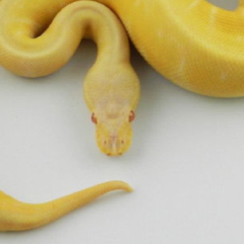 reptiles and photography !