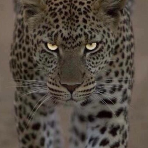 kangunet76's profile picture. sistemas y sus dinámicas