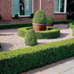 Informatie over haagplanten en over onze eigen webwinkel