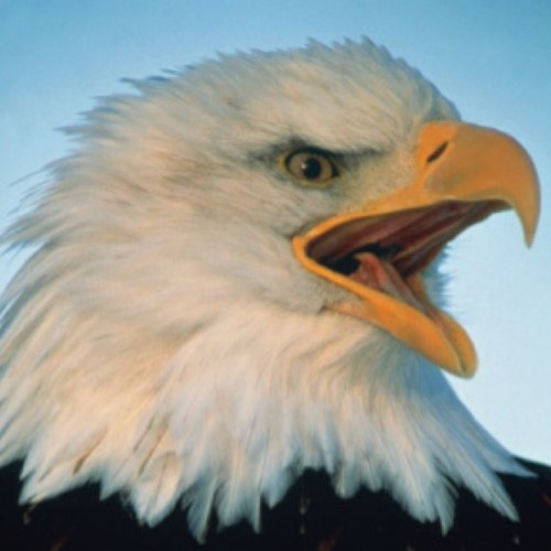 FopenX's profile picture. 