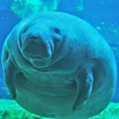 obvious hard butt oh shit nigga sea cows