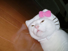 ぬこ～