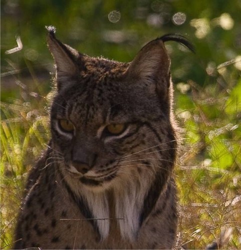 Cuenta dedicada a las noticias y a la actualidad del Lince Ibérico ( Lynx pardinus)