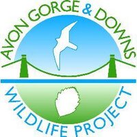 Avon Gorge and Downs (@avongorgedowns) 's Twitter Profile